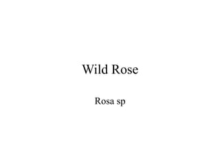 Wild Rose 
Rosa sp 
 