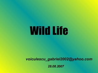 Wild Life [email_address] 28.08.2007 