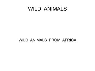 WILD  ANIMALS WILD  ANIMALS  FROM  AFRICA 
