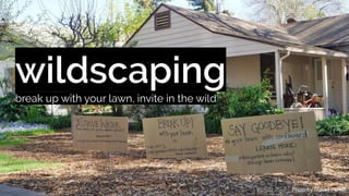 break up with your lawn, invite in the wild
 