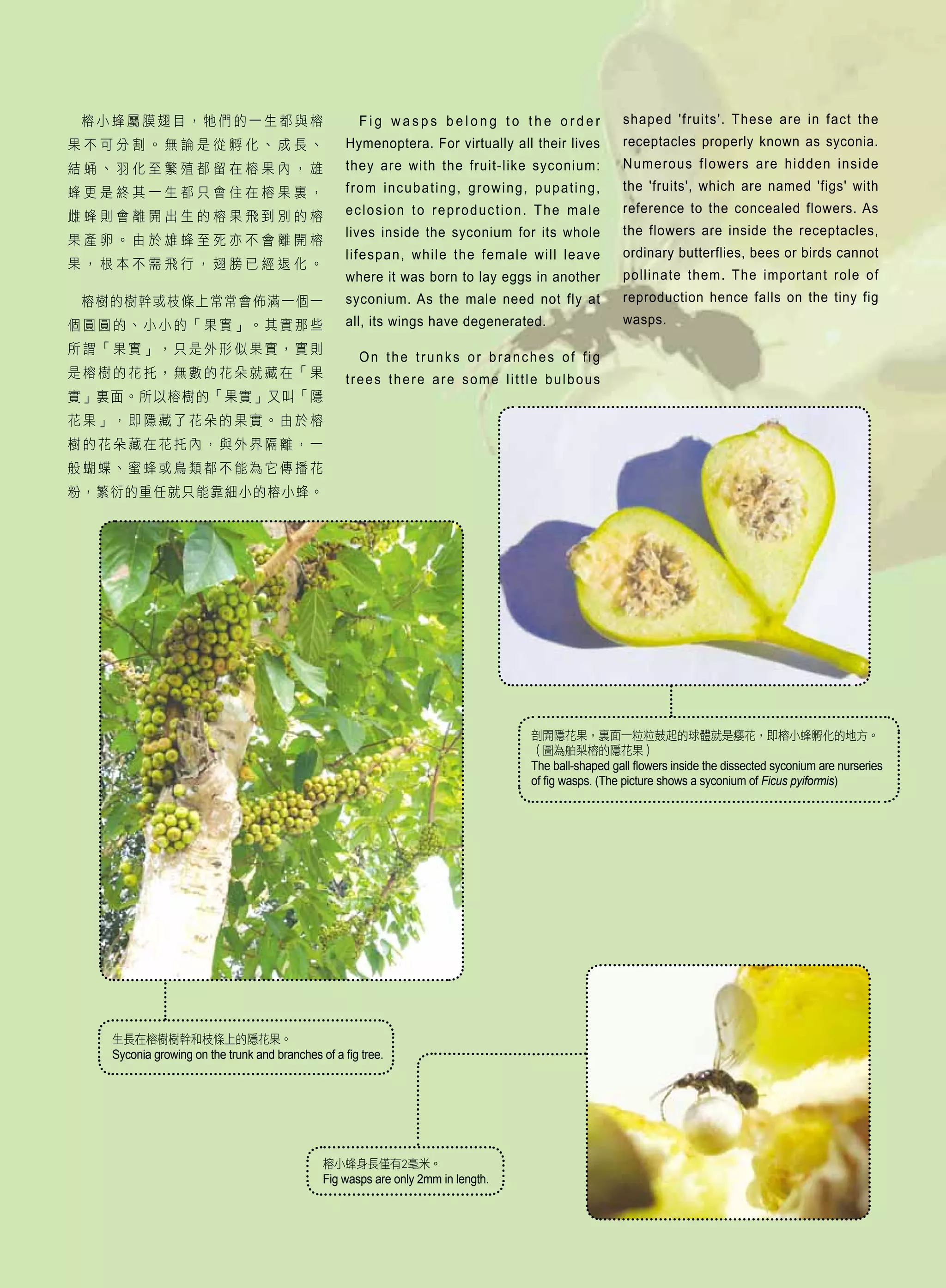 榕樹的專屬使者榕小蜂 | PDF