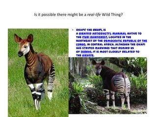 Is it possible there might be a real-life Wild Thing?


                      • Okapi! The okapi, is
                        a giraffid artiodactyl mammal native to
                        the Ituri Rainforest, located in the
                        northeast of the Democratic Republic of the
                        Congo, in Central Africa. Although the okapi
                        has striped markings that remind us
                        of zebras, it is most closely related to
                        the giraffe.
 