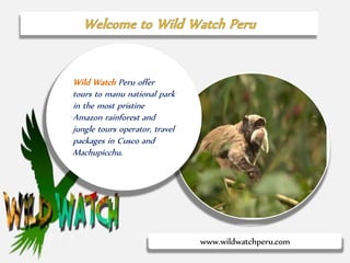 www.wildwatchperu.com
Wild Watch Peru offer
tours to manu national park
in the most pristine
Amazon rainforest and
jungle tours operator, travel
packages in Cusco and
Machupicchu.
 