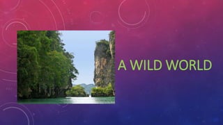 A WILD WORLD
 