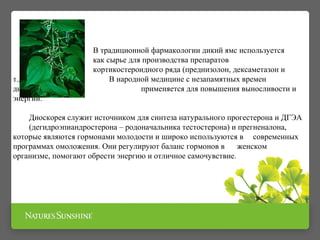 В традиционной фармакологии дикий ямс используется 
как сырье для производства препаратов 
кортикостероидного ряда (преднизолон, дексаметазон и 
т.д.). В народной медицине с незапамятных времен 
диоскорея применяется для повышения выносливости и 
энергии. 
Диоскорея служит источником для синтеза натурального прогестерона и ДГЭА 
(дегидроэпиандростерона – родоначальника тестостерона) и прегненалона, 
которые являются гормонами молодости и широко используются в современных 
программах омоложения. Они регулируют баланс гормонов в женском 
организме, помогают обрести энергию и отличное самочувствие. 
 