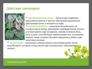 Действие диоскореи: 
 противовоспалительное – значительно сокращает 
продолжительность и частоту обострений хронических 
заболеваний почек и мочевого пузыря; 
 спазмолитическое – алкалоиды воздействуют на 
гладкую мускулатуру, расширяют периферические сосуды, 
улучшая зрение (при катаракте), снимая головную боль, 
шум в ушах, способствуют нормализации сна, улучшению 
памяти; также снимают болевые ощущения в животе при 
кишечных коликах; 
 желчегонное – алкалоиды, снимая спазмы в желчевыводящих путях, 
способствуют лучшему оттоку желчи при холециститах, заболеваниях 
печени; 
 
