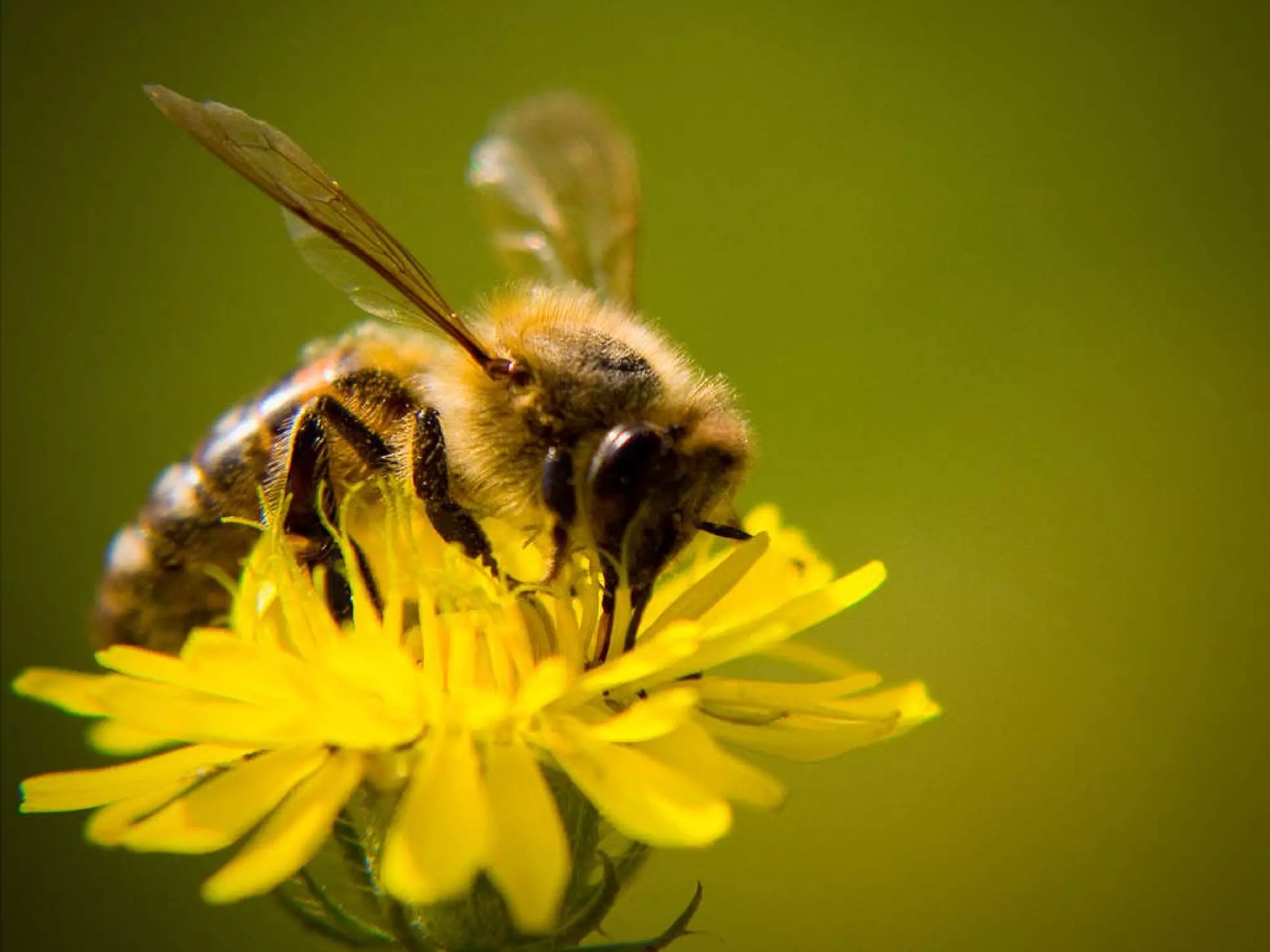 Teachers Would Be Like Bees! They could only teach once 