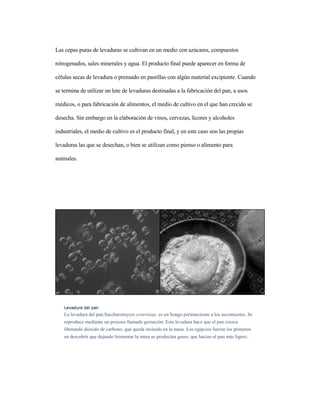 Las cepas puras de levaduras se cultivan en un medio con azúcares, compuestos
nitrogenados, sales minerales y agua. El producto final puede aparecer en forma de
células secas de levadura o prensado en pastillas con algún material excipiente. Cuando
se termina de utilizar un lote de levaduras destinadas a la fabricación del pan, a usos
médicos, o para fabricación de alimentos, el medio de cultivo en el que han crecido se
desecha. Sin embargo en la elaboración de vinos, cervezas, licores y alcoholes
industriales, el medio de cultivo es el producto final, y en este caso son las propias
levaduras las que se desechan, o bien se utilizan como pienso o alimento para
animales.
Levadura del panLevadura del panLevadura del panLevadura del pan
La levadura del pan,Saccharomyces cerevisiae, es un hongo perteneciente a los ascomicetes. Se
reproduce mediante un proceso llamado gemación. Esta levadura hace que el pan crezca
liberando dióxido de carbono, que queda incluido en la masa. Los egipcios fueron los primeros
en descubrir que dejando fermentar la masa se producían gases, que hacían al pan más ligero.
 