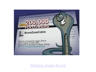 Missing snake found 