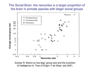 Dunbar R. Brains on two legs: group size and the evolution of intelligence In: Tree of Origin: F de Waal. (ed) 2001. The Social Brain: the neocortex is a larger proportion of the brain in primate species with larger social groups Average social group size Neocortex ratio 