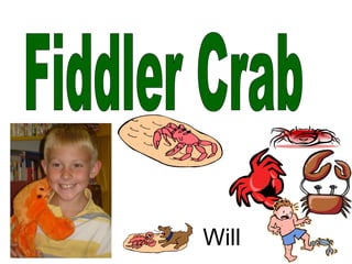 Fiddler Crab Will 