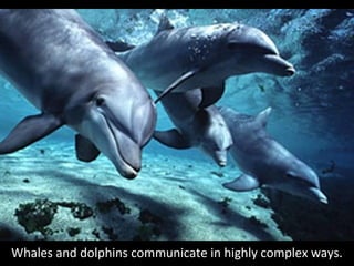 Whales and dolphins communicate in highly complex ways.
 