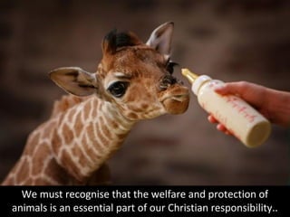 We must recognise that the welfare and protection of animals
is an essential part of our Christian responsibility..
 