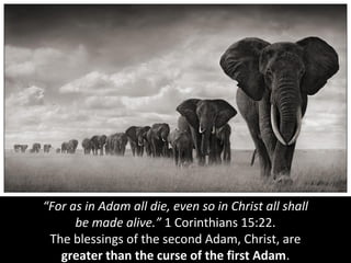 “For as in Adam all die, even so in Christ all shall
be made alive.” 1 Corinthians 15:22.
The blessings of the second Adam, Christ, are
greater than the curse of the first Adam.
 
