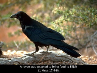 A raven was assigned to bring food to Elijah
(1 Kings 17:4-6).
 