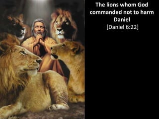 The lions whom God
commanded not to harm
Daniel
[Daniel 6:22]
 