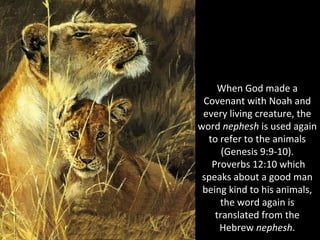 When God made a
Covenant with Noah and
every living creature, the
word nephesh is used again
to refer to the animals
(Genesis 9:9-10).
Proverbs 12:10 which
speaks about a good man
being kind to his animals,
the word again is
translated from the
Hebrew nephesh.
 