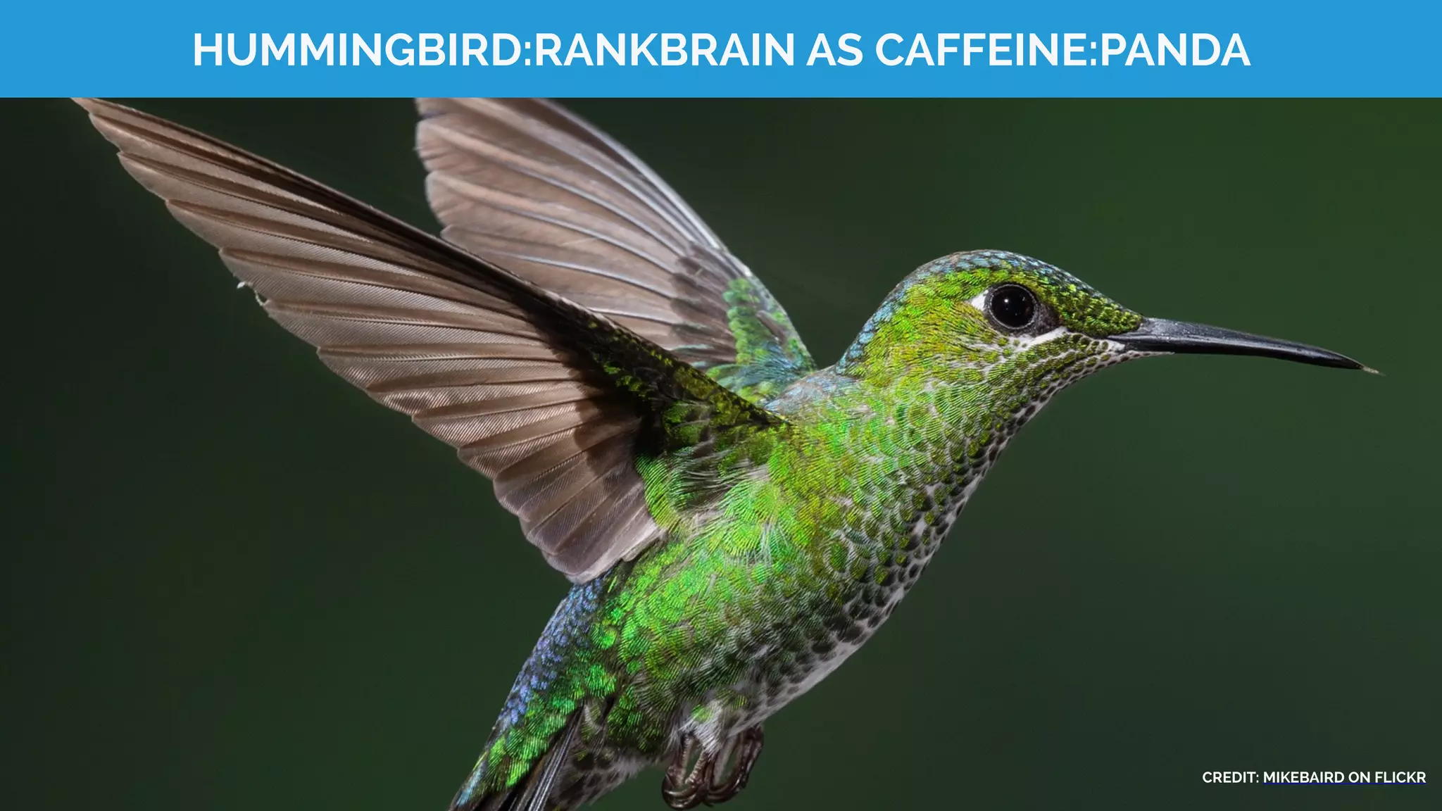 HUMMINGBIRD:RANKBRAIN AS CAFFEINE:PANDA
CREDIT: MIKEBAIRD ON FLICKR
 