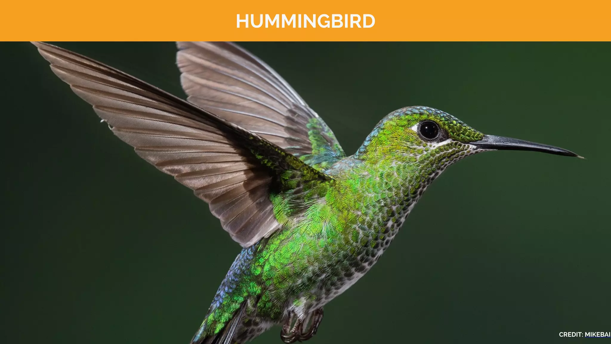 HUMMINGBIRD
CREDIT: MIKEBAIR
 