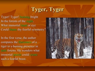 Tyger, TygerTyger, Tyger
Tyger! Tyger!Tyger! Tyger! burningburning brightbright
In the forests of theIn the forests of the nightnight,,
What immortalWhat immortal handhand or eyeor eye
CouldCould frameframe thy fearful symmetry?thy fearful symmetry?
In the first verse, the authorIn the first verse, the author
compares thecompares the fiercenessfierceness of aof a
tiger to a burning presence intiger to a burning presence in
darkdark forests. He wonders whatforests. He wonders what
immortalimmortal powerpower couldcould createcreate
such a fearful beast.such a fearful beast.
 
