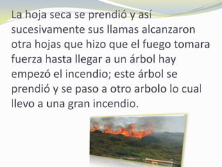 La hoja seca se prendió y así
sucesivamente sus llamas alcanzaron
otra hojas que hizo que el fuego tomara
fuerza hasta llegar a un árbol hay
empezó el incendio; este árbol se
prendió y se paso a otro arbolo lo cual
llevo a una gran incendio.
 