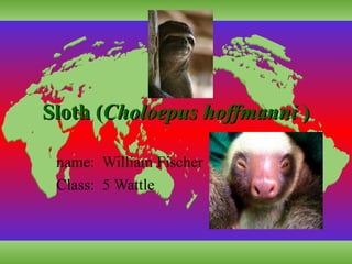 Sloth ( Choloepus hoffmanni  ) name:  William Fischer Class:  5 Wattle 