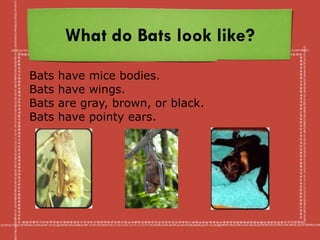 What do Bats look like?
Bats have mice bodies.
Bats have wings.
Bats are gray, brown, or black.
Bats have pointy ears.
 