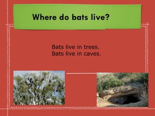 Where do bats live?
Bats live in trees.
Bats live in caves.
 