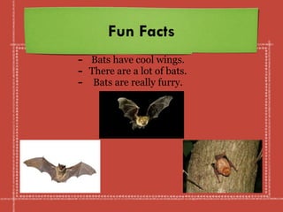Fun Facts
- Bats have cool wings.
- There are a lot of bats.
- Bats are really furry.
 