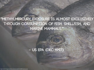 “Methylmercury exposure is almost exclusively
  through consumption of ﬁsh, shellﬁsh, and
              marine mammals.”




                                                                                - US EPA (Dec 1997)



Image: Cobalt123: http://www.ﬂickr.com/photos/cobalt/421324875/in/photostream
 