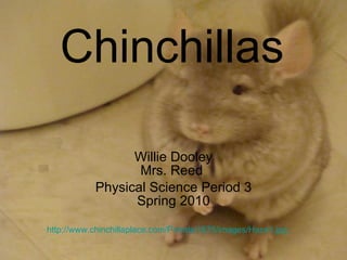 Chinchillas Willie Dooley Mrs. Reed  Physical Science Period 3 Spring 2010 http://www.chinchillaplace.com/Portals/1675/images/Haze1.jpg 