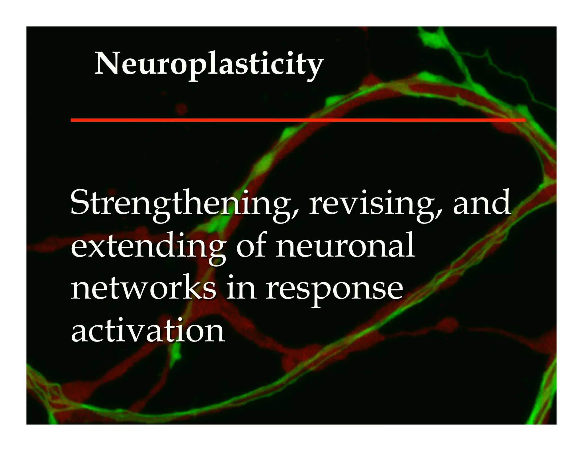 Neuroplasticity



Strengthening, revising, and
extending of neuronal
networks in response
activation
 