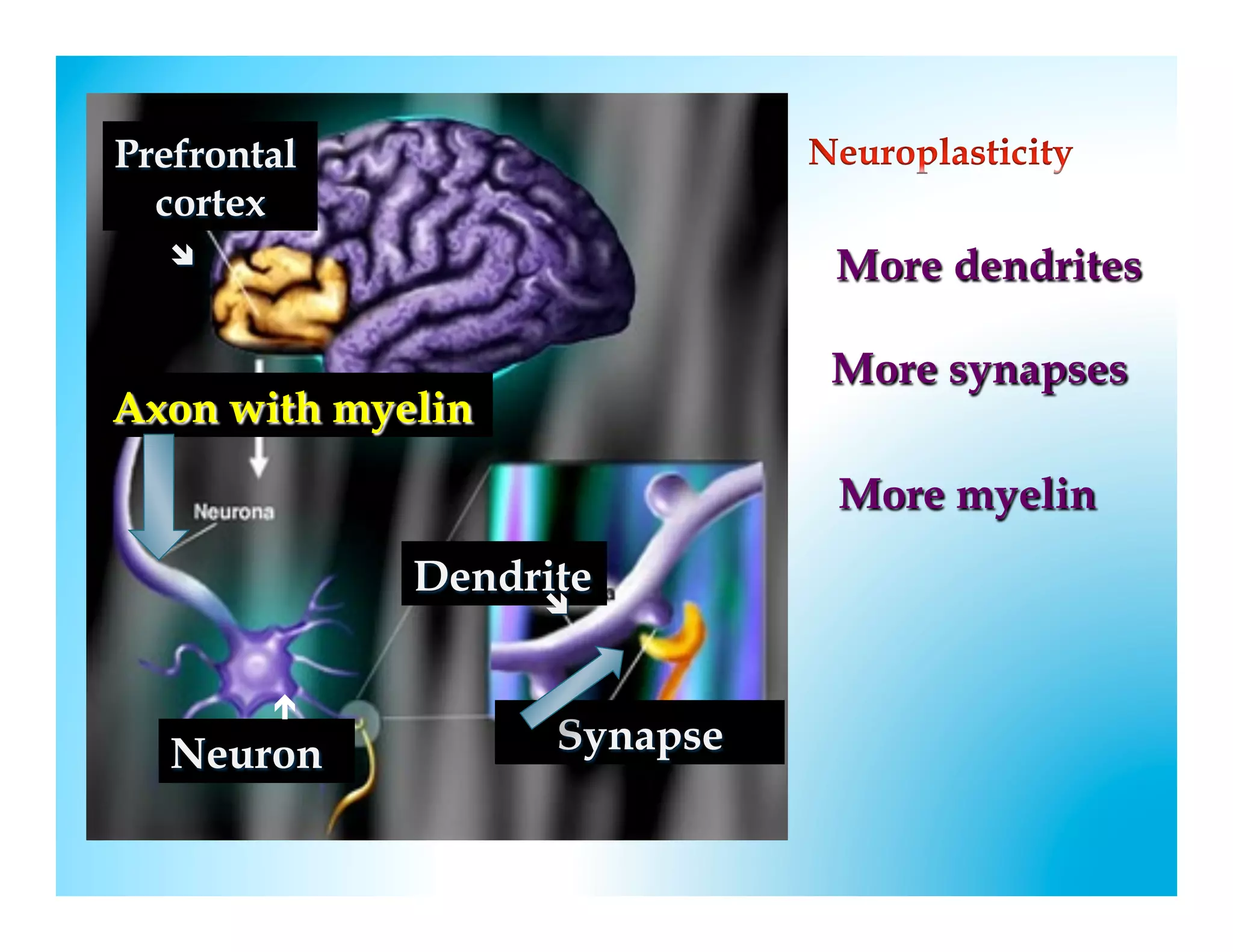 Prefrontal
  cortex
   
                             More dendrites

                             More synapses
Axon with myelin
                             More myelin
             Dendrite
                  î
                   


        é
   Neuron          Synapse
 