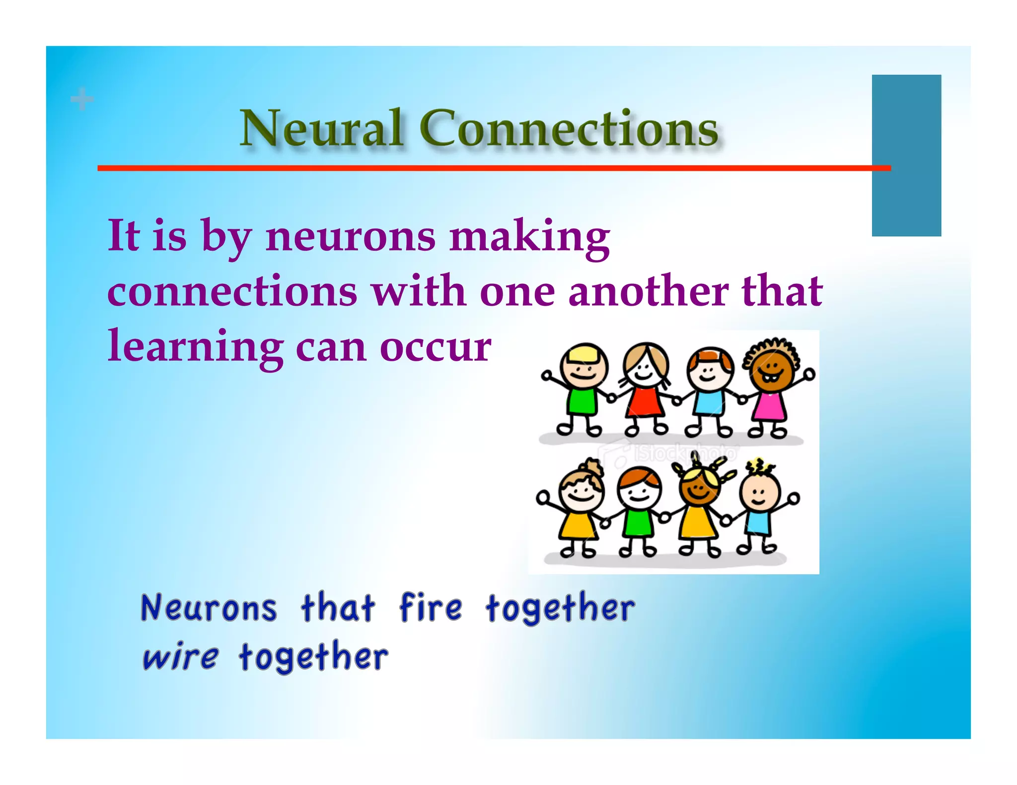 +

    It is by neurons making
    connections with one another that
    learning can occur
 