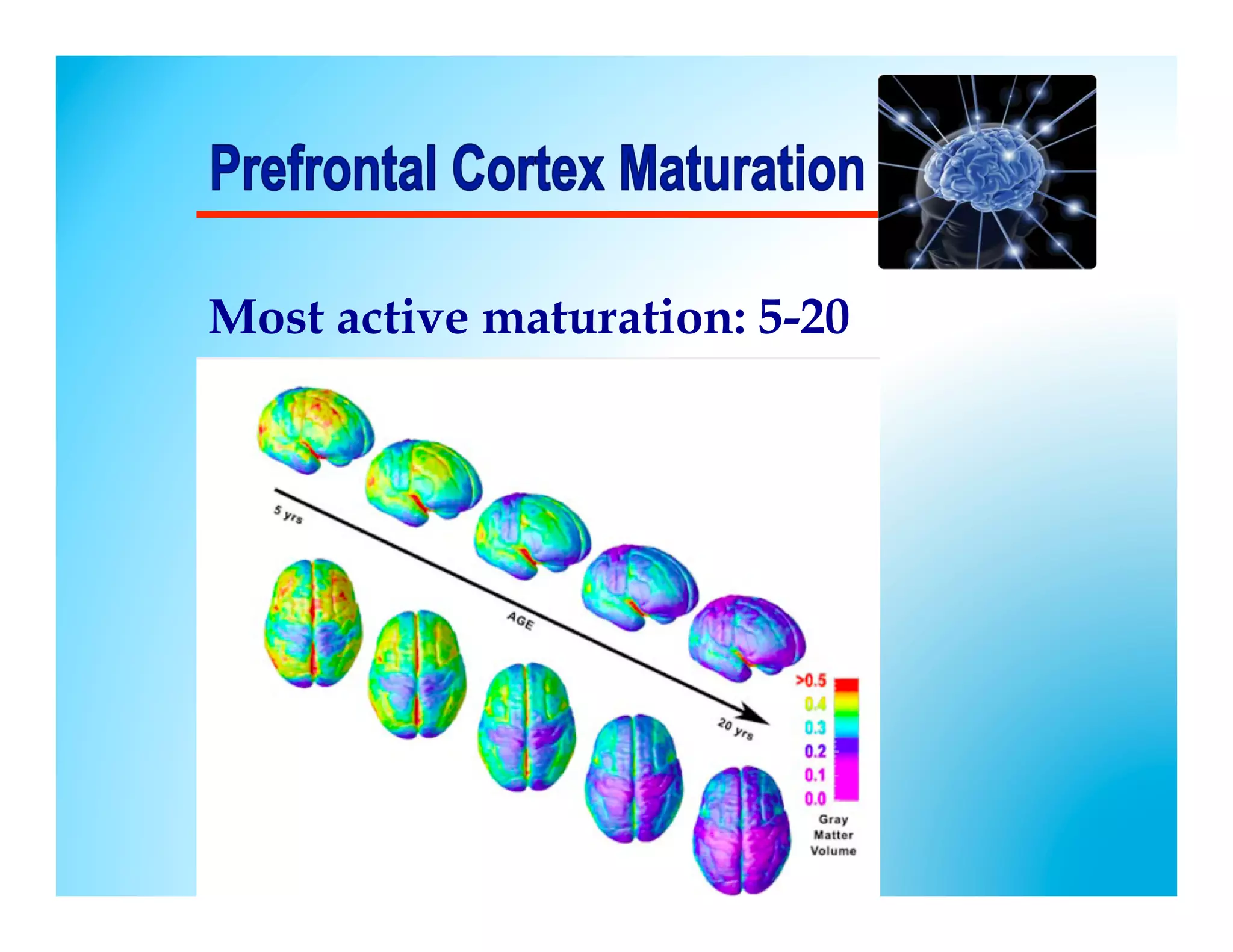 Most active maturation: 5-20
 