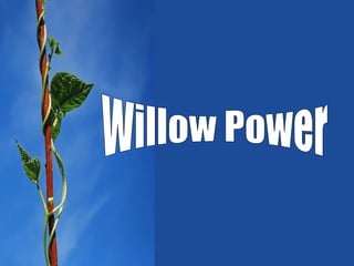 Willow Power 