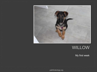 WILLOW
                      My first week




pathfinderdogs.org
 