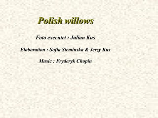 Polish willows Foto executet : Julian Kus Elaboration : Sofia Sieminska & Jerzy Kus Music : Fryderyk Chopin 