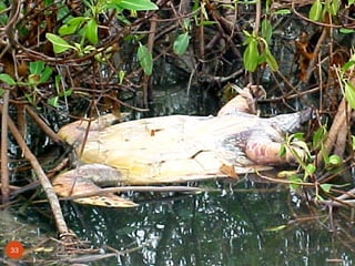 Cancun Q Roo  Noviembre 2008 Lic TUM I Tabi Olga Alonso Peralta  CRUZ ROJA MEXICANA  