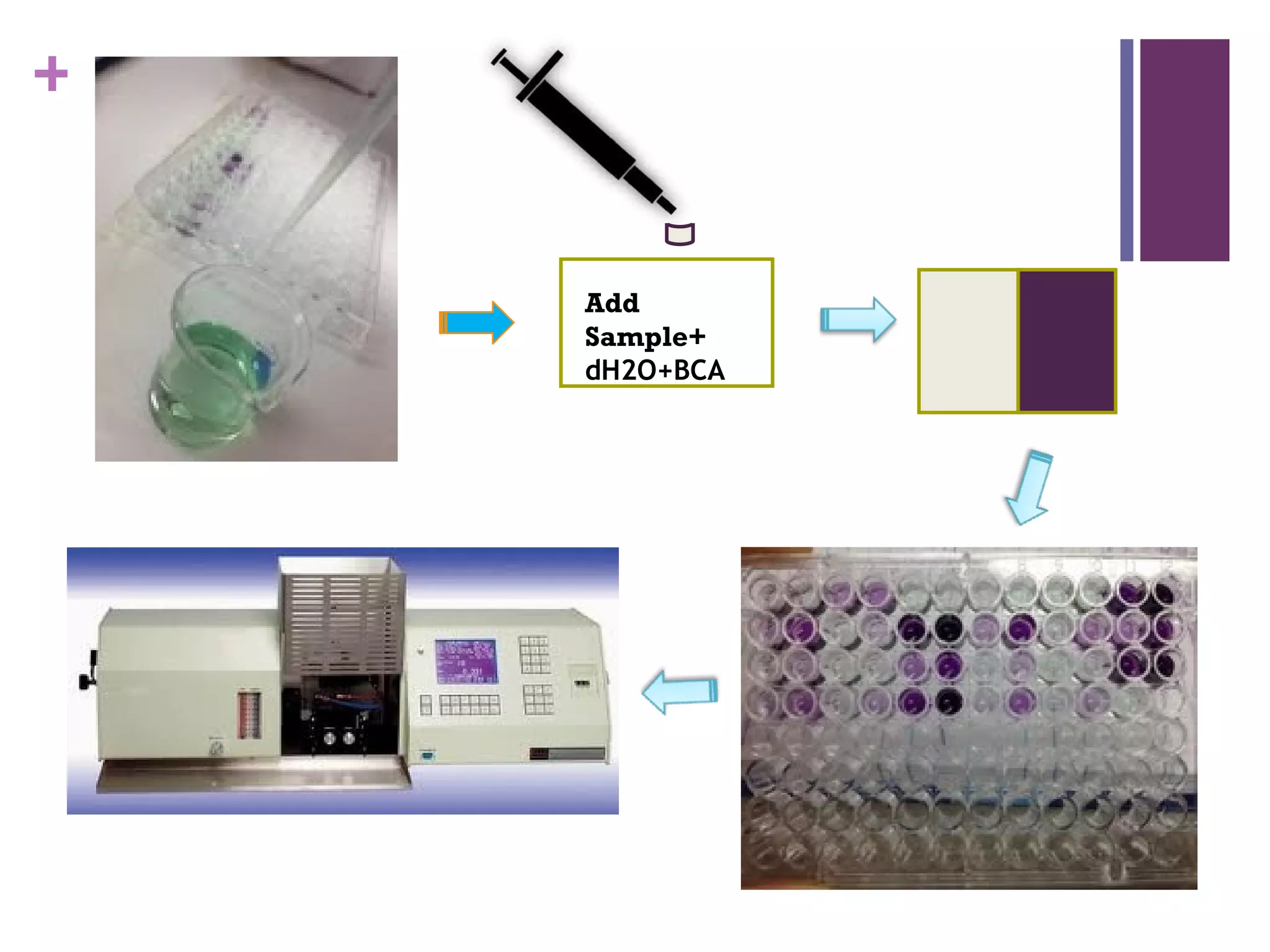 +


    Add
    Sample+
    dH2O+BCA
 