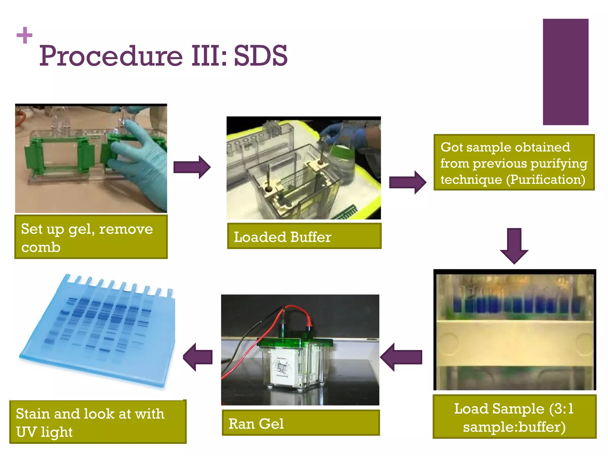 +
    Procedure III: SDS

                                         Got sample obtained
                                         from previous purifying
                                         technique (Purification)


Set up gel, remove
                         Loaded Buffer
comb




Stain and look at with                     Load Sample (3:1
                         Ran Gel            sample:buffer)
UV light
 