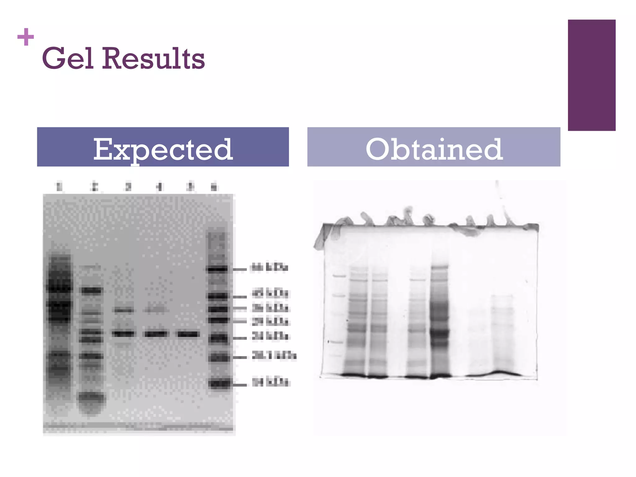 +
    Gel Results

       Expected   Obtained
 