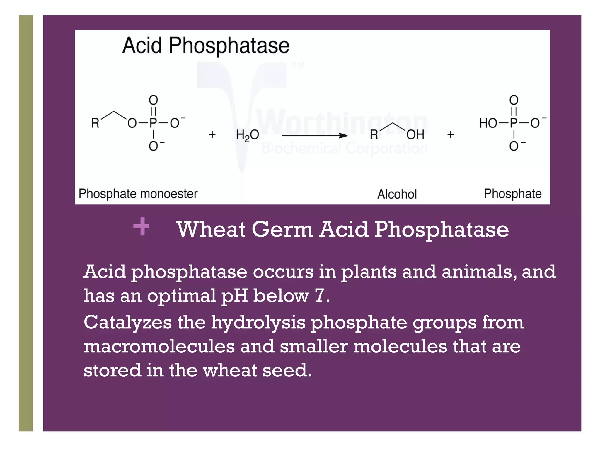 +   Wheat Germ Acid Phosphatase
•   Acid phosphatase occurs in plants and animals, and
    has an optimal pH below 7.
•   Catalyzes the hydrolysis phosphate groups from
    macromolecules and smaller molecules that are
    stored in the wheat seed.
 