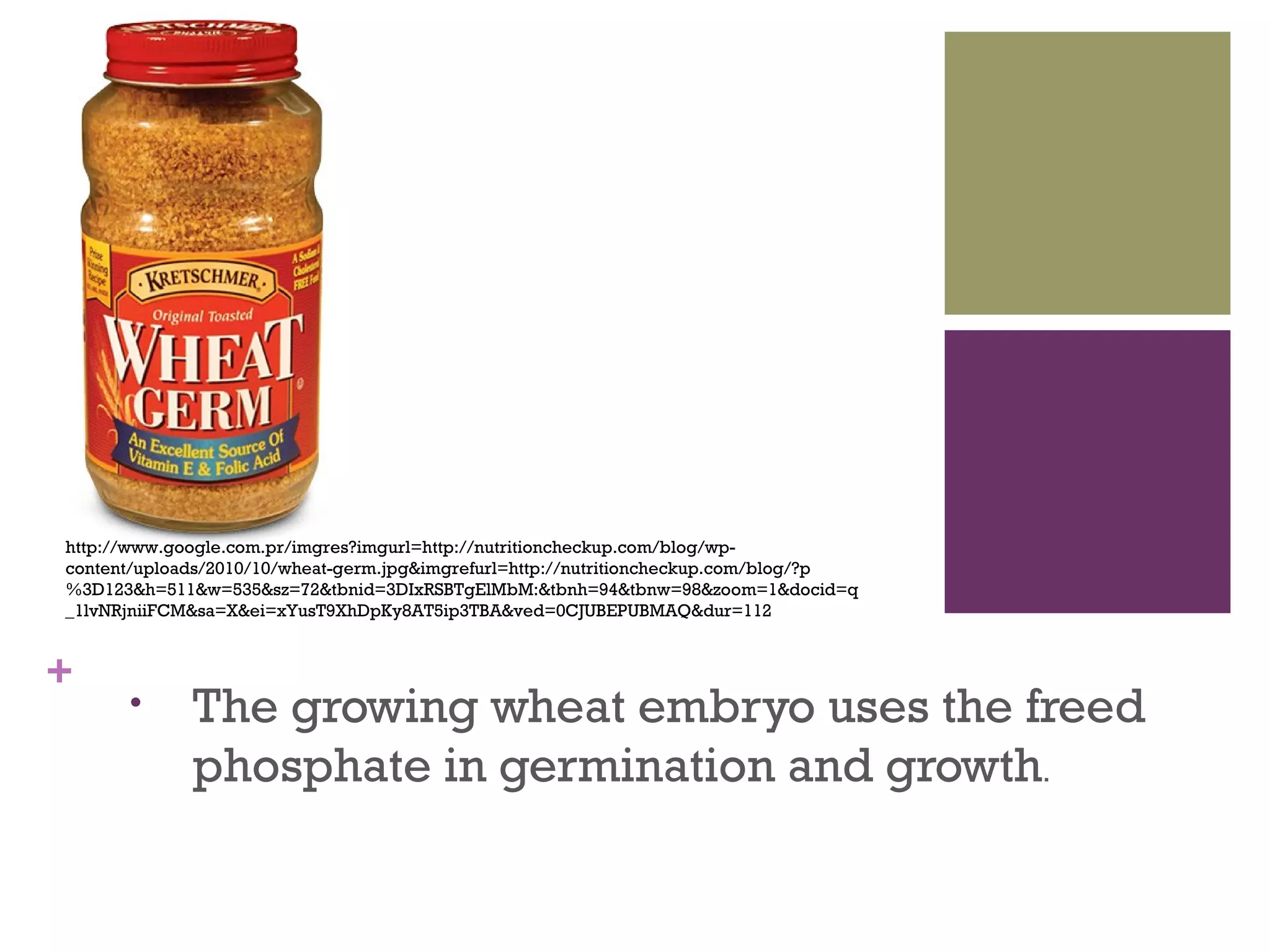 http://www.google.com.pr/imgres?imgurl=http://nutritioncheckup.com/blog/wp-
content/uploads/2010/10/wheat-germ.jpg&imgrefurl=http://nutritioncheckup.com/blog/?p
%3D123&h=511&w=535&sz=72&tbnid=3DIxRSBTgElMbM:&tbnh=94&tbnw=98&zoom=1&docid=q
_1lvNRjniiFCM&sa=X&ei=xYusT9XhDpKy8AT5ip3TBA&ved=0CJUBEPUBMAQ&dur=112


+
      •      The growing wheat embryo uses the freed
             phosphate in germination and growth.
 