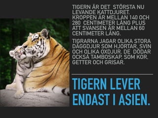 TIGERN LEVER
ENDAST I ASIEN.
TIGERN ÄR DET STÖRSTA NU
LEVANDE KATTDJURET.
KROPPEN ÄR MELLAN 140 OCH
280 CENTIMETER LÅNG PLUS
ATT SVANSEN ÄR MELLAN 60
CENTIMETER LÅNG.
TIGRARNA JAGAR OLIKA STORA
DÄGGDJUR SOM HJORTAR, SVIN
OCH OLIKA OXDJUR. DE DÖDAR
OCKSÅ TAMBOSKAP, SOM KOR,
GETTER OCH GRISAR.
 