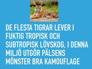 DE FLESTA TIGRAR LEVER I
FUKTIG TROPISK OCH
SUBTROPISK LÖVSKOG, I DENNA
MILJÖ UTGÖR PÄLSENS
MÖNSTER BRA KAMOUFLAGE
 