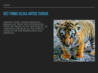 TIGER
DET FINNS OLIKA ARTER TIGRAR
SIBIRISK TIGER, DVÄRGTIGERKATT,
BENGALISK TIGER OCH SYDKINESISK
TIGER ÄR NÅGRA AV DE VANLIGASTE. DE
TIGRARNA SOM BLIR ALLRA STÖRTS I
STORLEK ÄR DEN BENGALISKA OCH
SIBIRISKA.
 