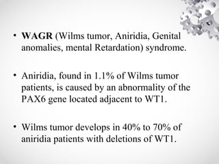 • WAGR (Wilms tumor, Aniridia, Genital
anomalies, mental Retardation) syndrome.
• Aniridia, found in 1.1% of Wilms tumor
patients, is caused by an abnormality of the
PAX6 gene located adjacent to WT1.
• Wilms tumor develops in 40% to 70% of
aniridia patients with deletions of WT1.
 