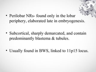 • Perilobar NRs- found only in the lobar
periphery, elaborated late in embryogenesis.
• Subcortical, sharply demarcated, and contain
predominantly blastema & tubules.
• Usually found in BWS, linked to 11p15 locus.
 