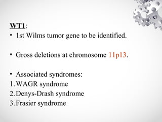 WT1:
• 1st Wilms tumor gene to be identified.
• Gross deletions at chromosome 11p13.
• Associated syndromes:
1.WAGR syndrome
2.Denys-Drash syndrome
3.Frasier syndrome
 